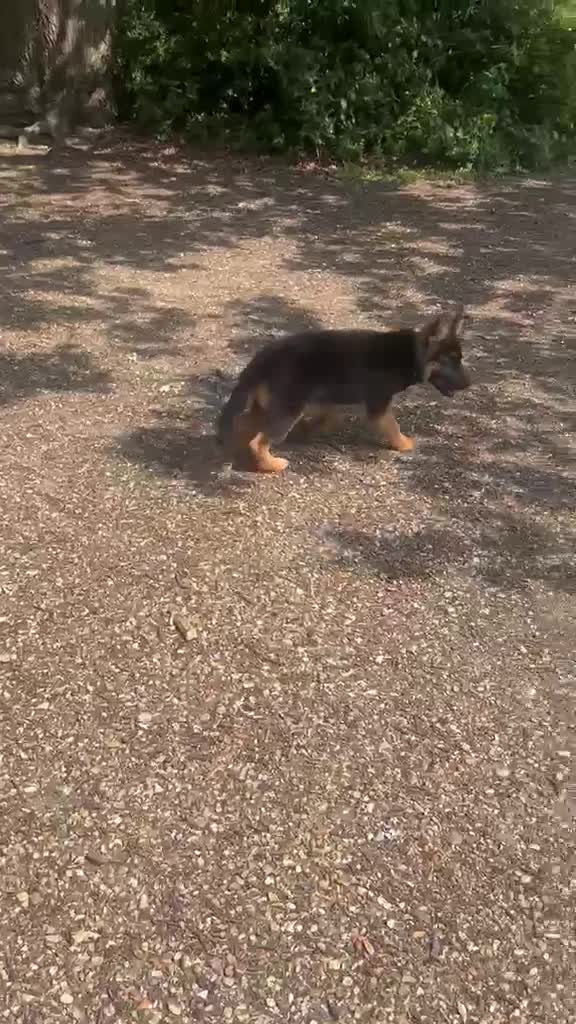 German Shepherd dogs for sale: Gsd puppy - Video 1