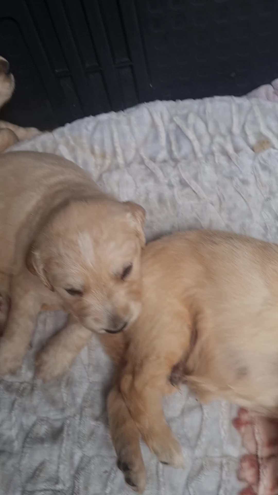 Golden Retriever dogs for sale: Golden retriever pups - Video 1