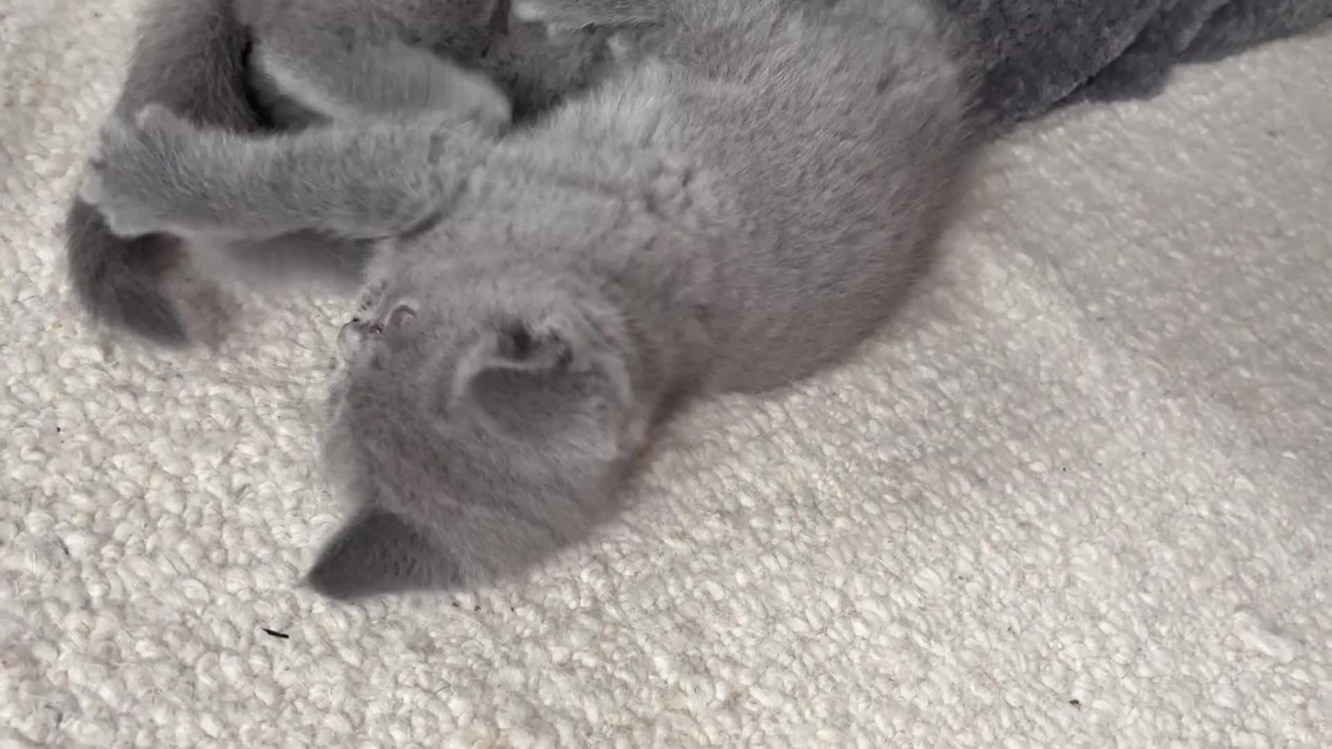 British Shorthair cats for sale: British Short Hair Blue and Lilac Adorable Kittens - Video 2
