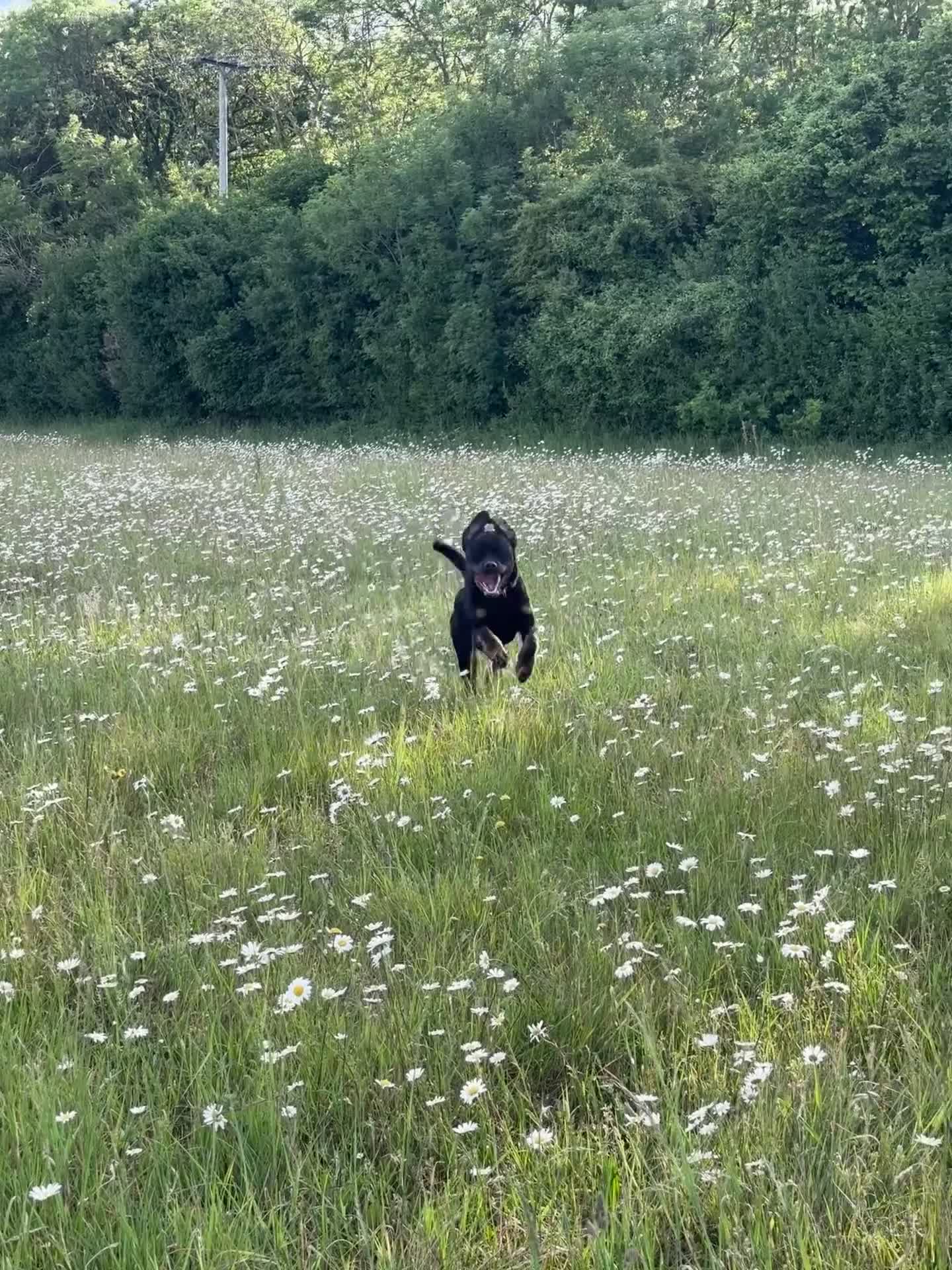 Rottweiler dogs for sale: Rottweiler Puppy in Carterton - Video 3