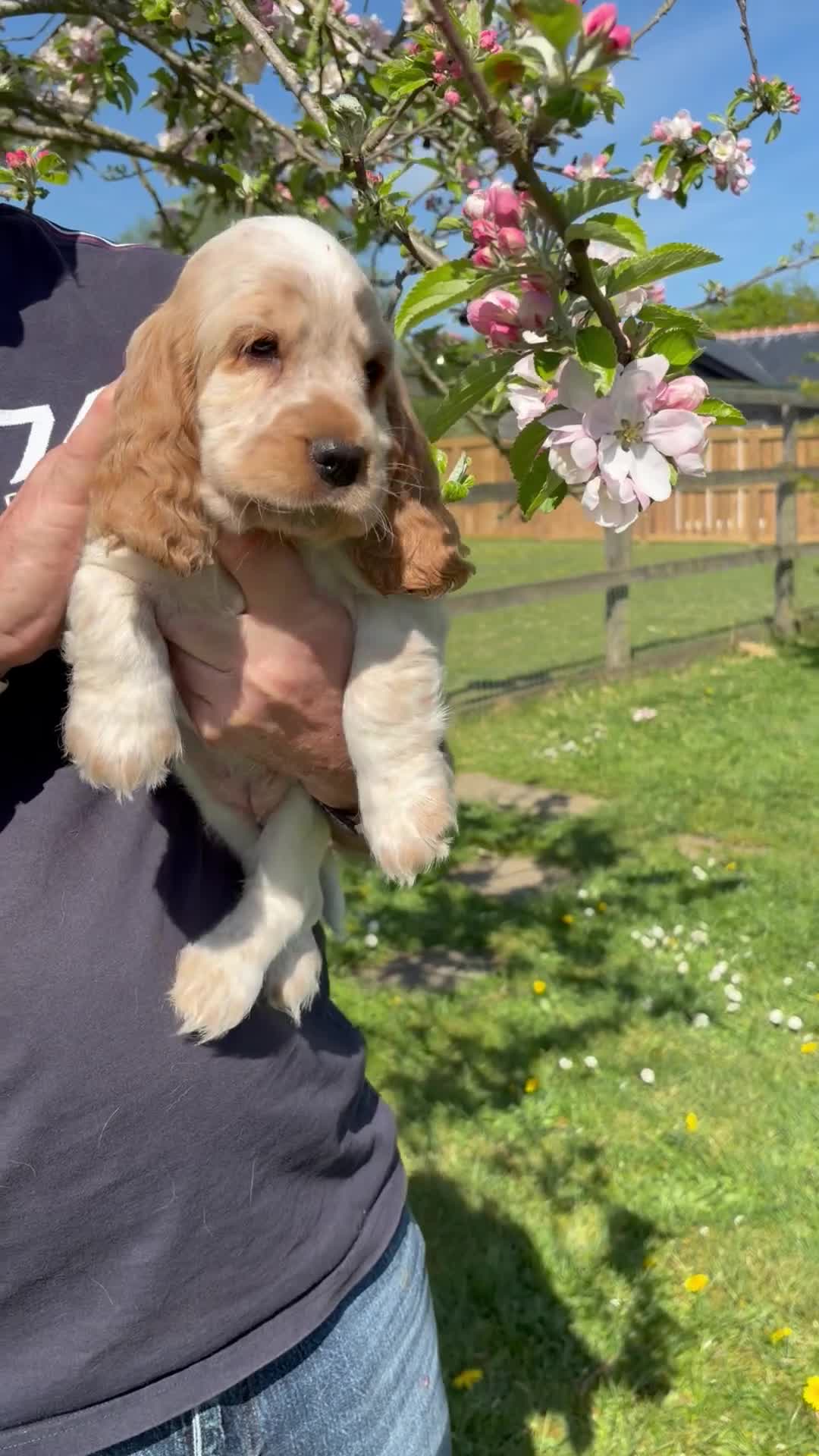 Cocker Spaniel dogs for sale: Cocker spaniels, KC, health checked puppies - Video 1