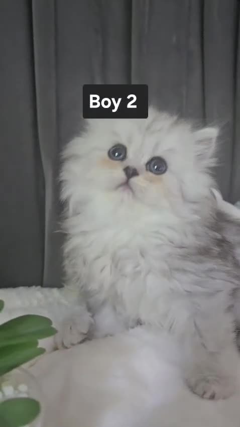 Persian cats for sale: Beautiful chinichilla babies ❤️ - Video 1