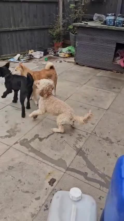 Mixed Breed dogs for sale: Male cockapoo X puppy - Video 1