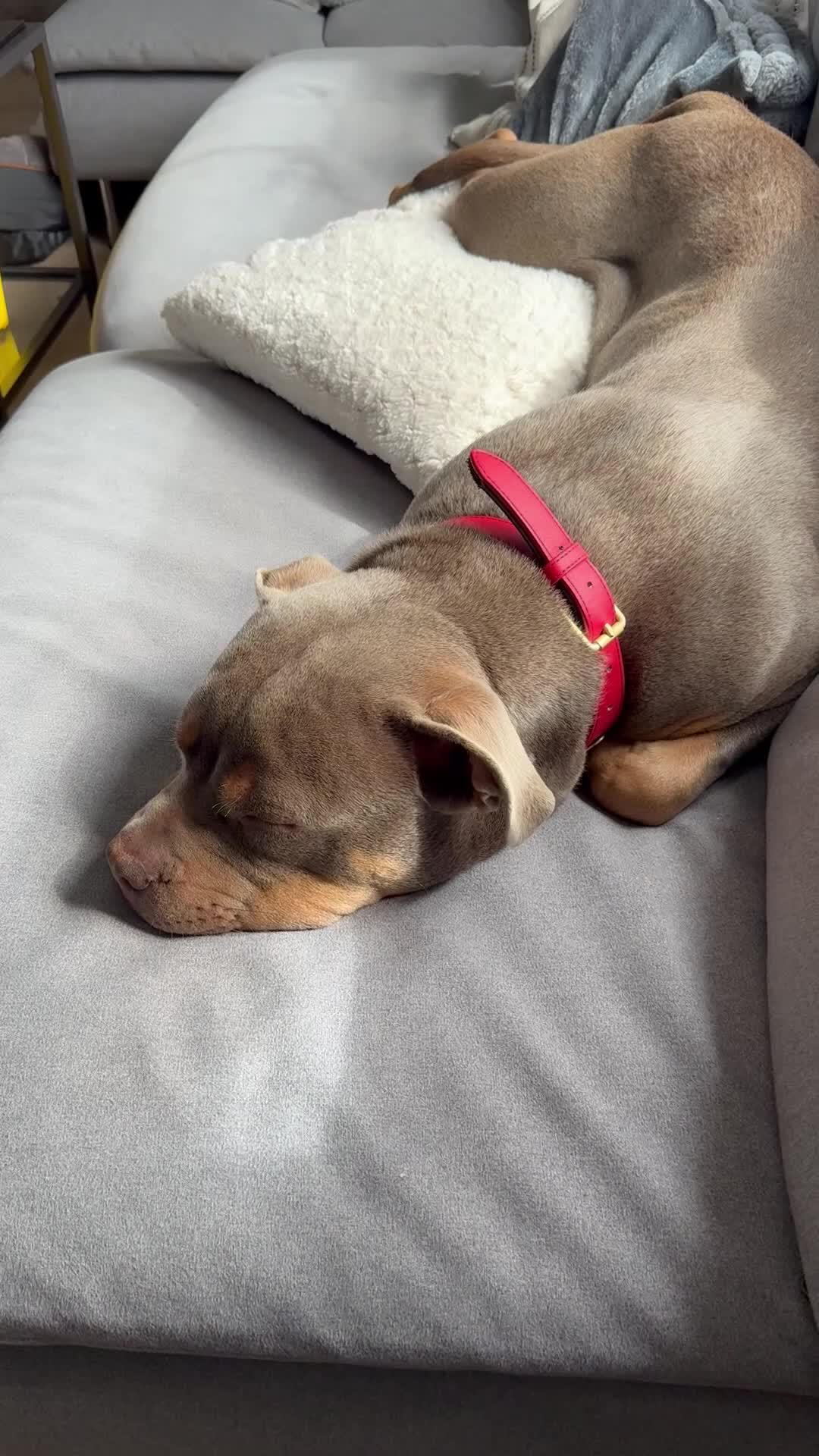 Mixed Breed dogs for sale: 6 months bulldog x staffy  - Video 1