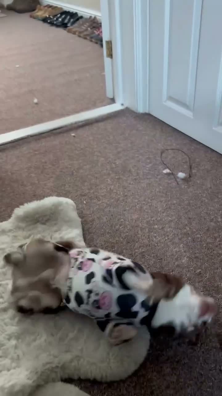 Mixed Breed rabbits for sale: Monkey - 5  - Video 1