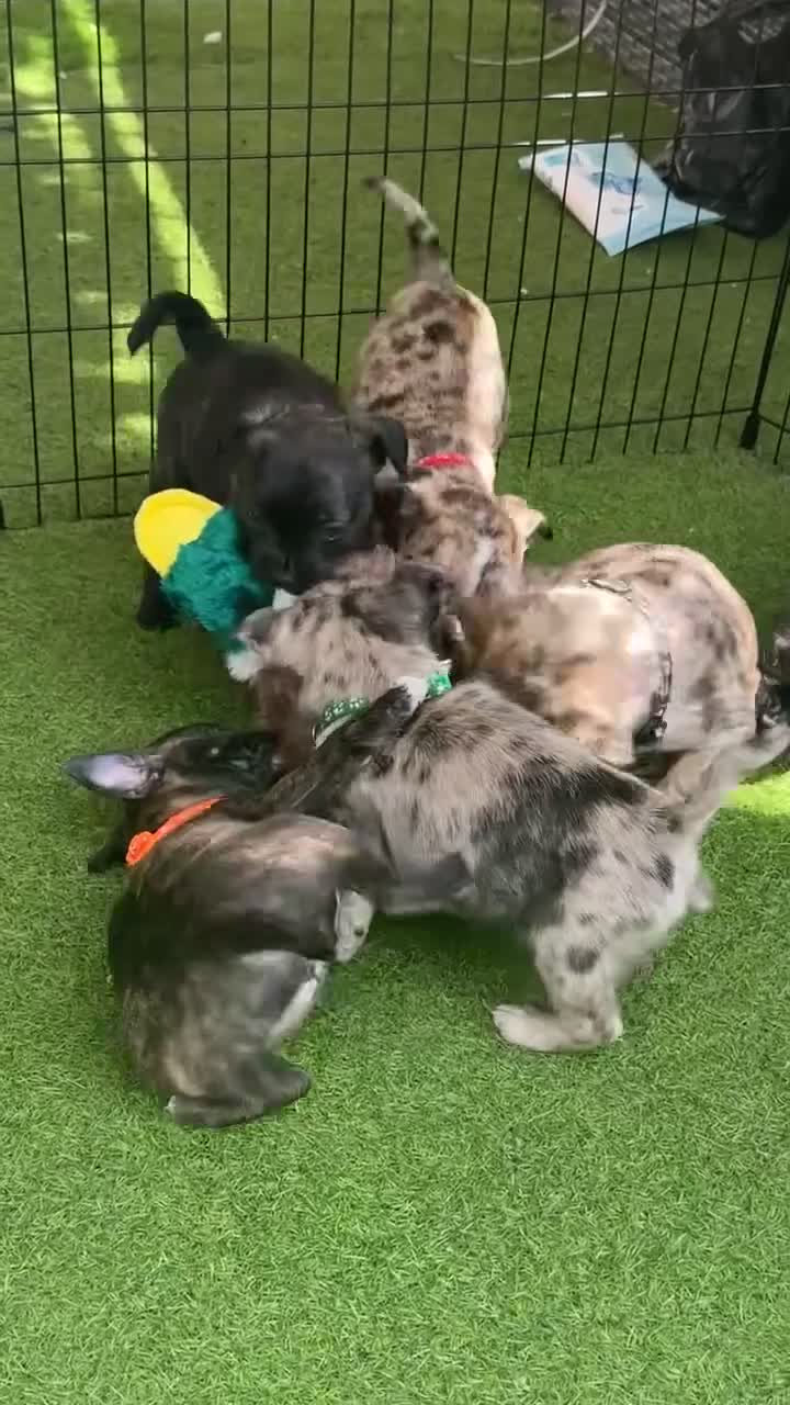 Mixed Breed dogs for sale: Two female puppies for sale  - Video 1