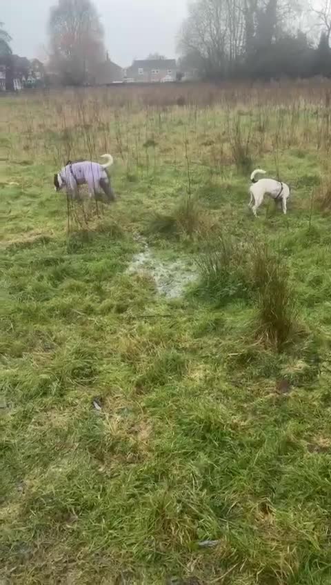 Mixed Breed dogs for sale: 6m Staffordshire bull terrier x lurcher female  - Video 1