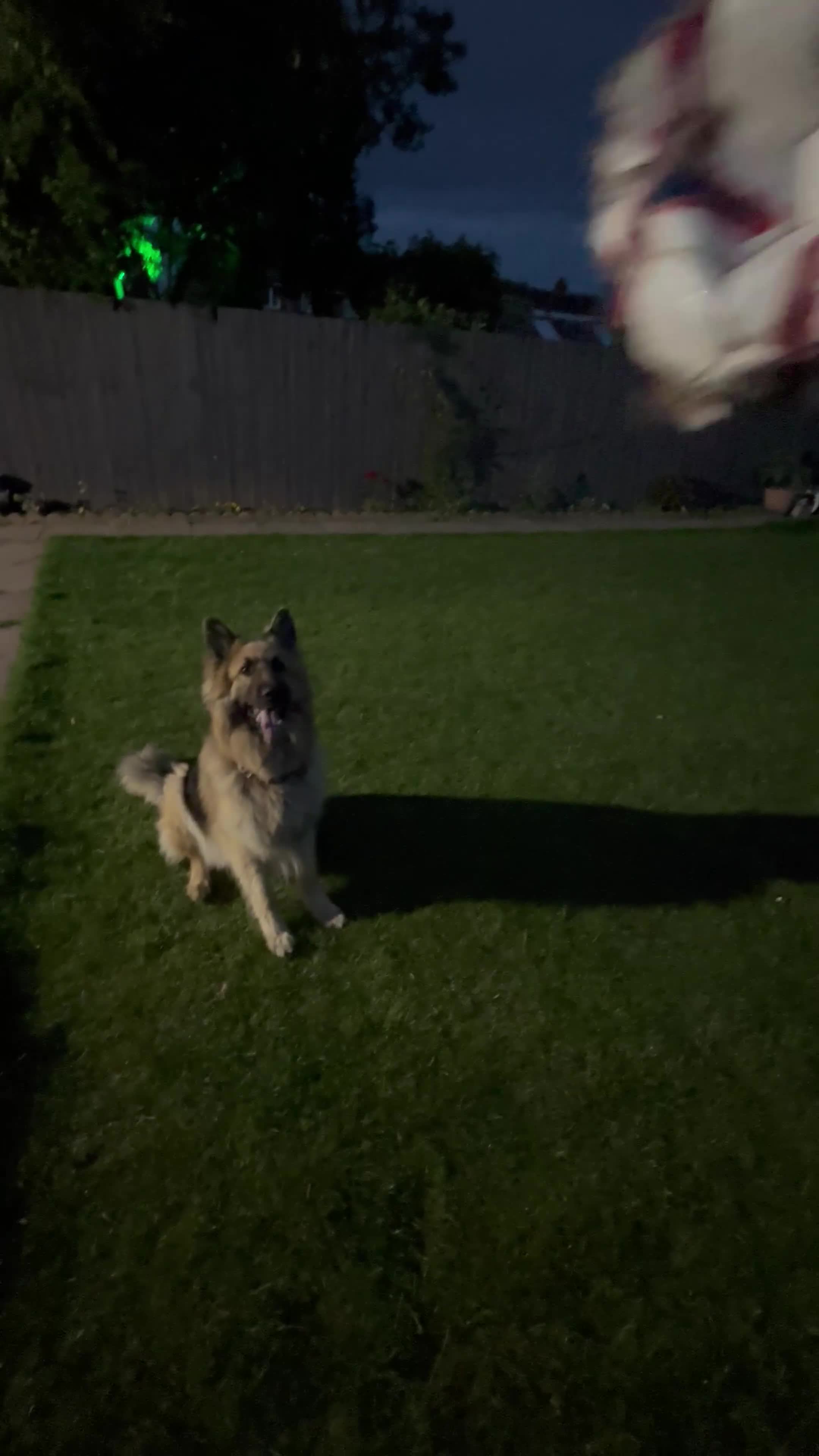 German Shepherd dogs for sale: German Shepherd ( pure ) in Coventry - Video 1
