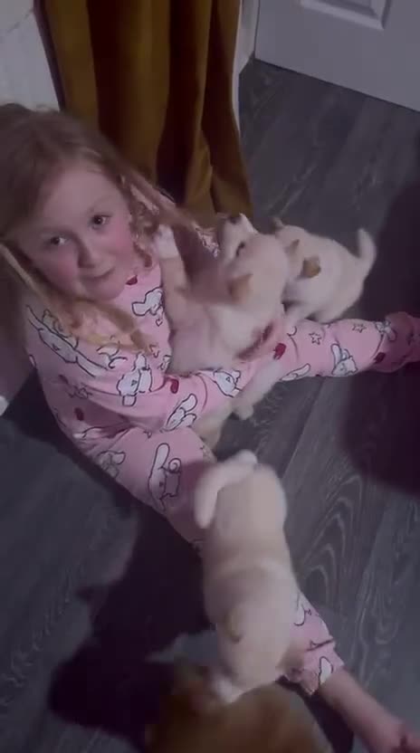 Japanese Shiba Inu dogs for sale: Japanese Shiba Inu - Video 1