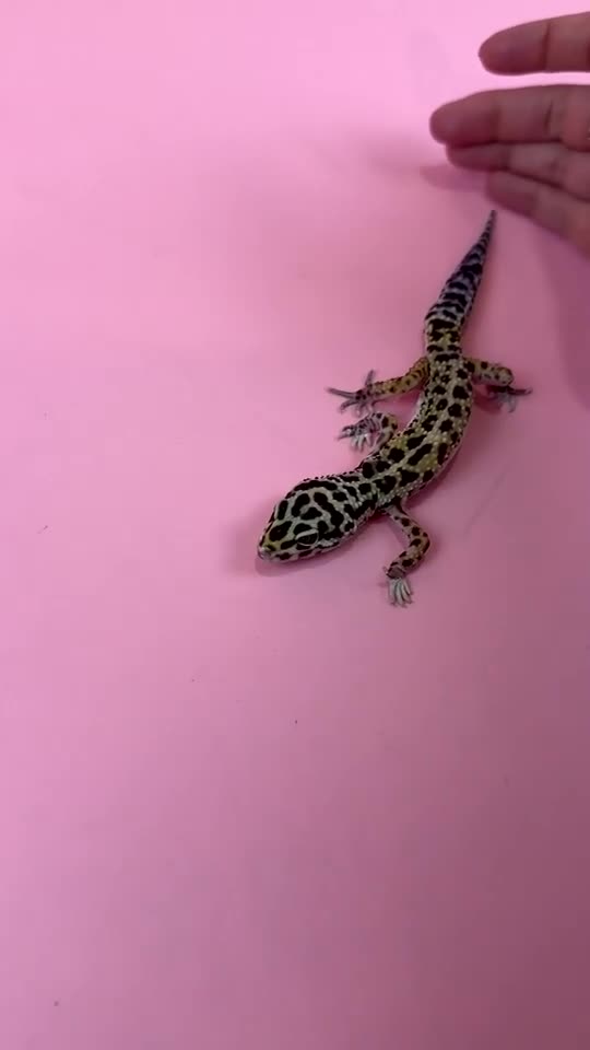 Leopard Gecko reptiles for sale: x2 female leopard geckos  in Stowmarket - Video 2