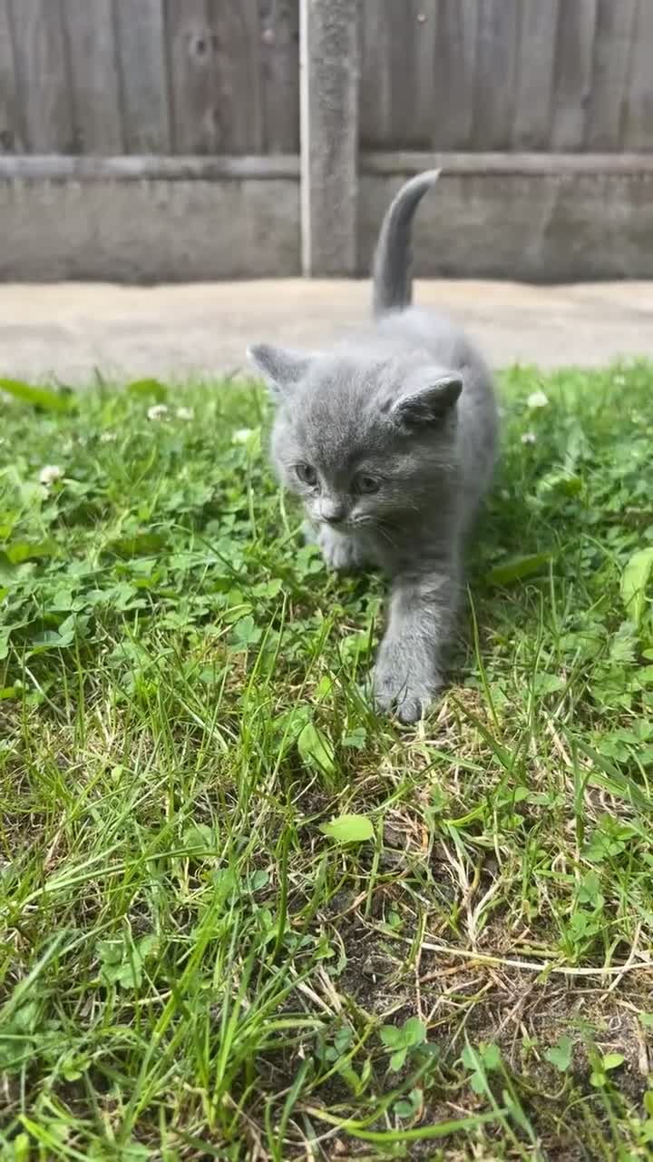 Mixed Breed cats for sale: 4 mixedbreed kittens for sale  - Video 5
