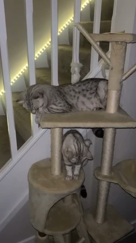 British Shorthair cats for stud: ⭐️Exquisite⭐️Champagne Shaded Chinchilla Pure BSH - Video 1