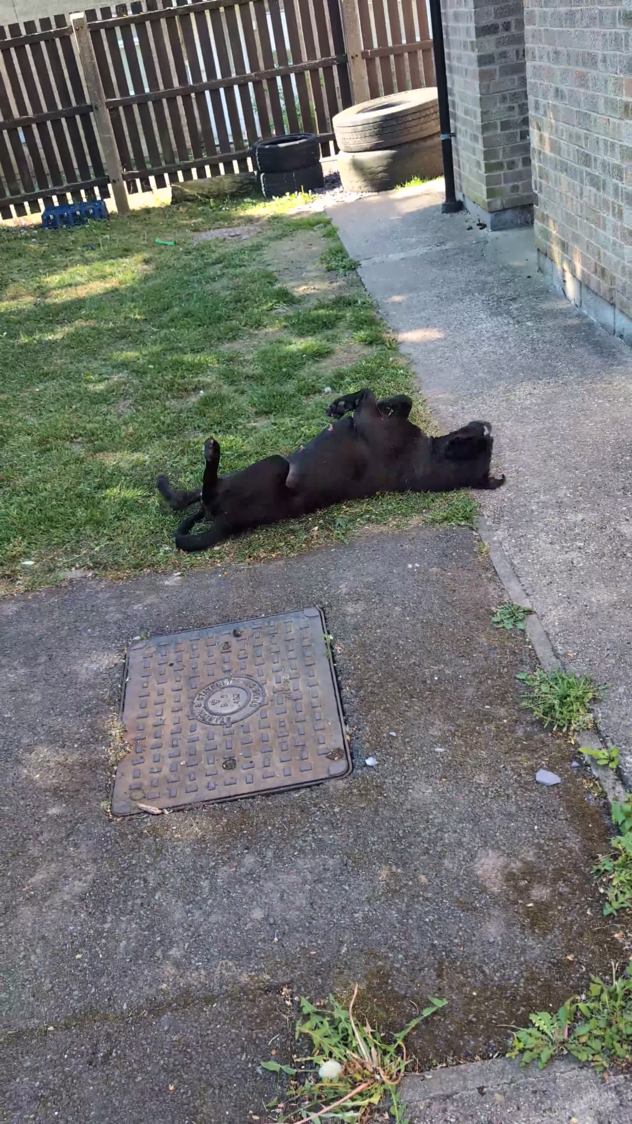 Cane Corso dogs for sale: REHOMING Cane Corso Female - Video 1