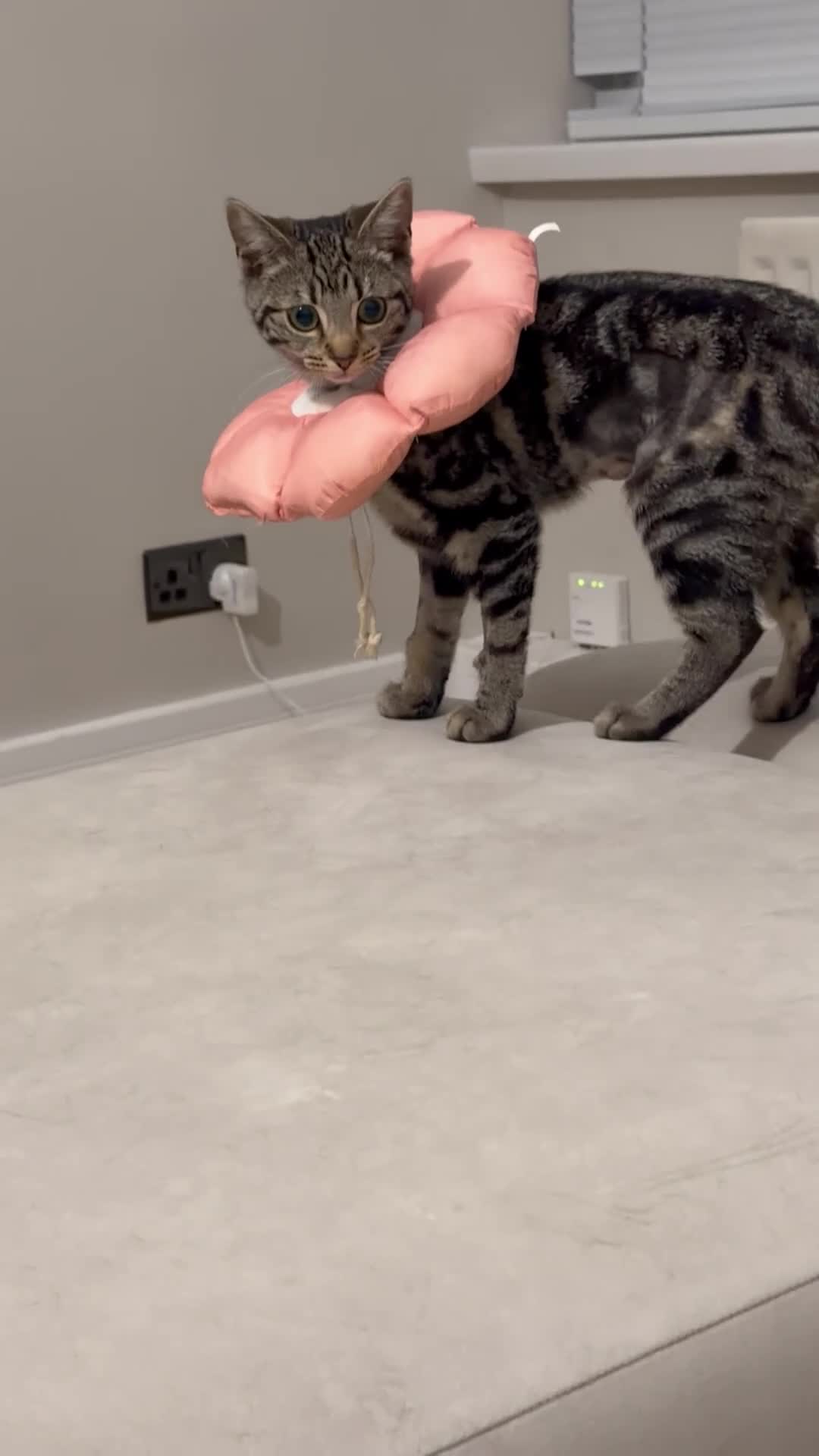 Domestic Shorthair cats for sale: Beautiful kitten for sale - Video 1