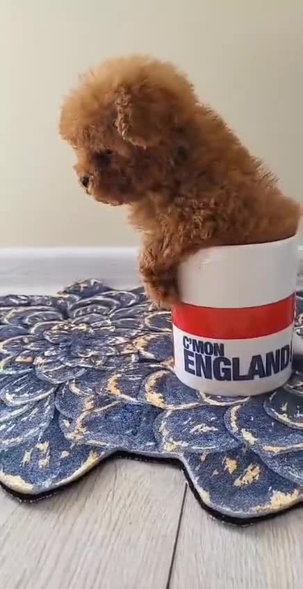 Toy Poodle dogs for sale: Small  **  Asian Poodle Boy in Grays - Video 1