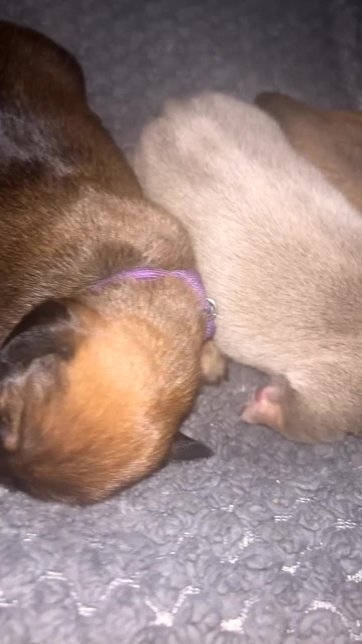 Dachshund dogs for sale: Miniature/standard dachshund puppies  in Alfreton - Video 1