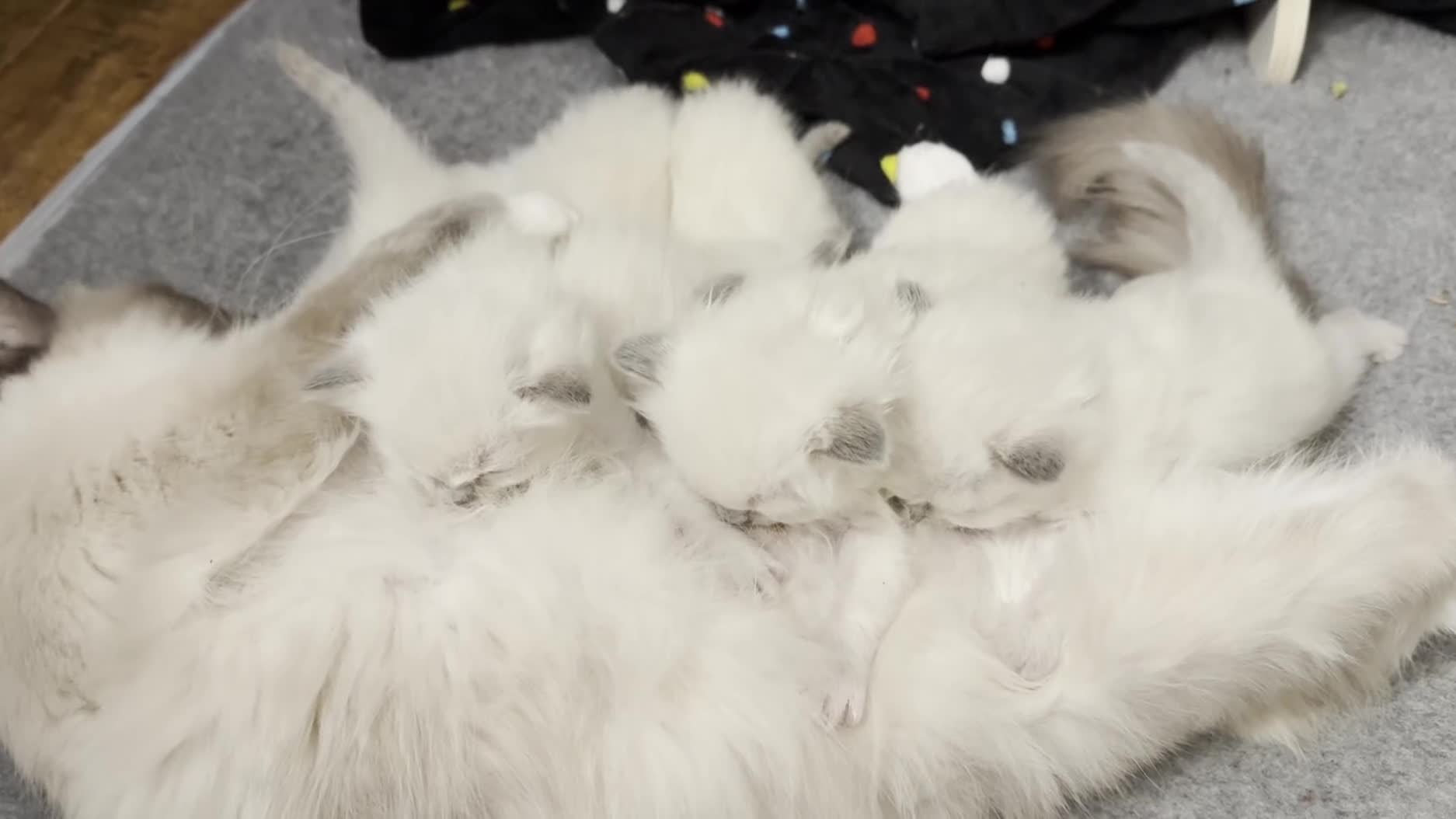 Ragdoll cats for sale: GCCF registered Pedigree Ragdoll kittens - Video 2