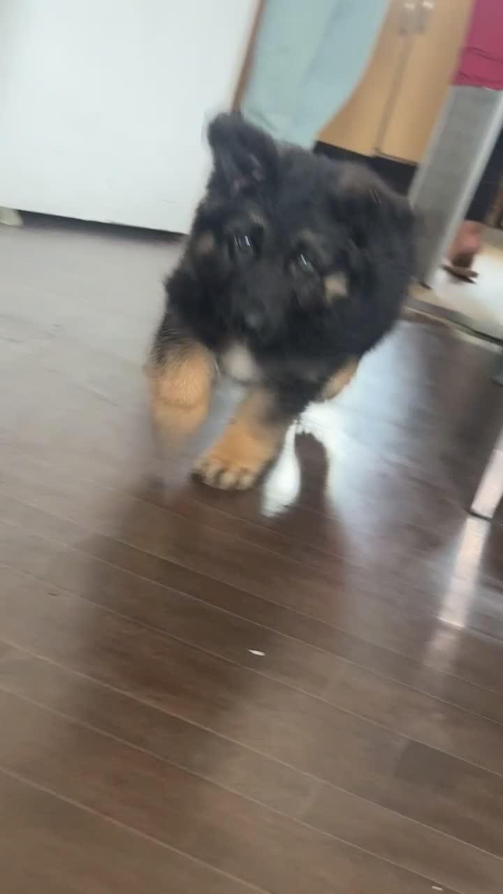 German Shepherd dogs for sale: German shepherd pups ready to go now ! in Gravesend - Video 1