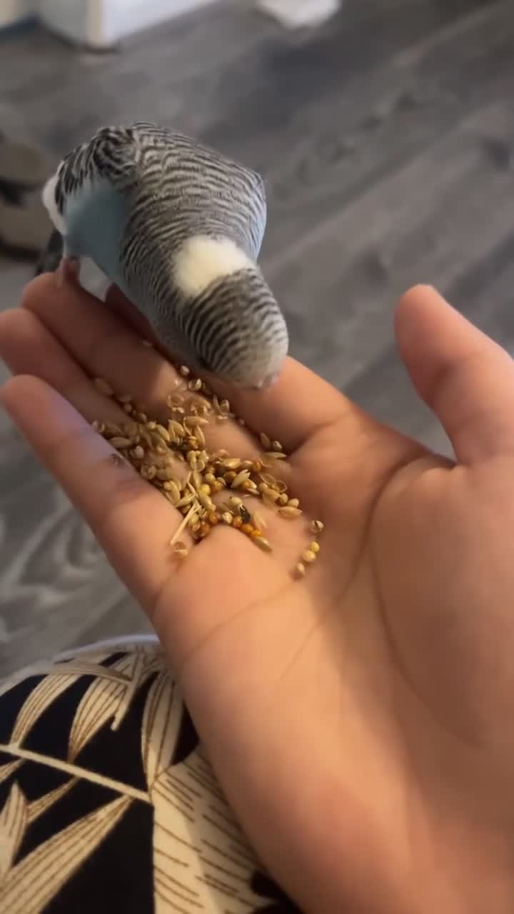 Budgerigars birds for sale: Budgies for sale in Wednesbury - Video 3