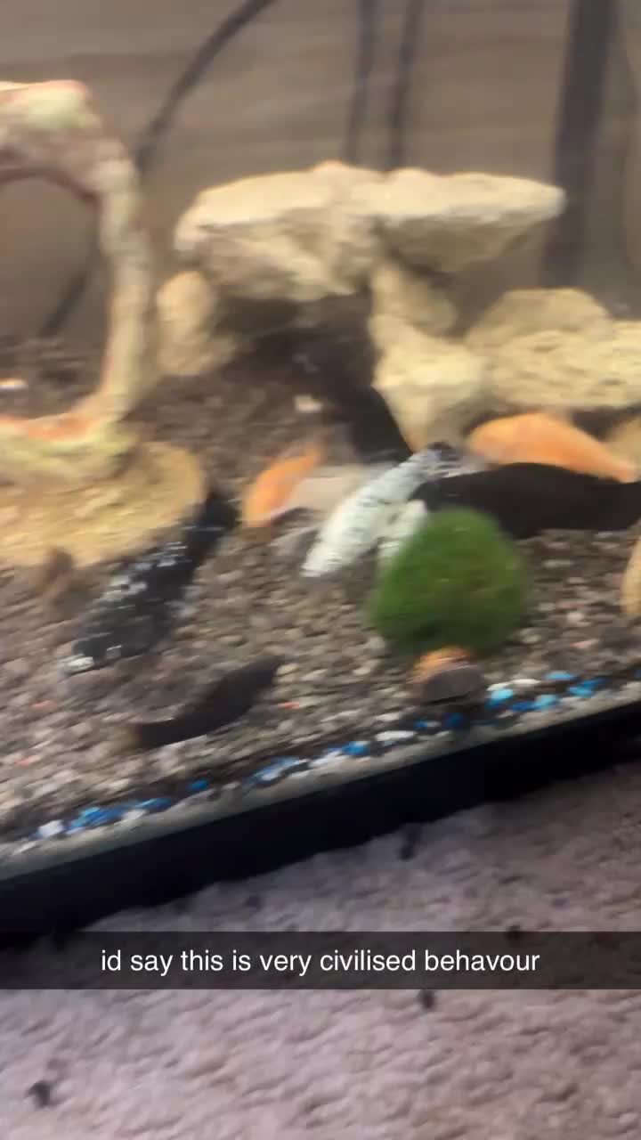 Mollies fish for sale: established fish tank   in Colchester - Video 1
