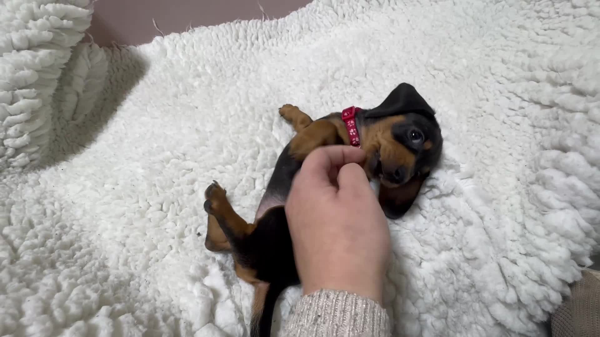 Dachshund dogs for sale: 5 gorgeous Dachsund puppies - Video 5