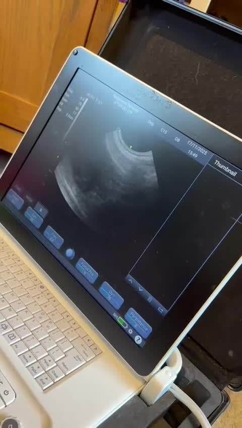 French Bulldog dogs for stud: New shade Rojo & Tan Wrapped in Cream - Video 1