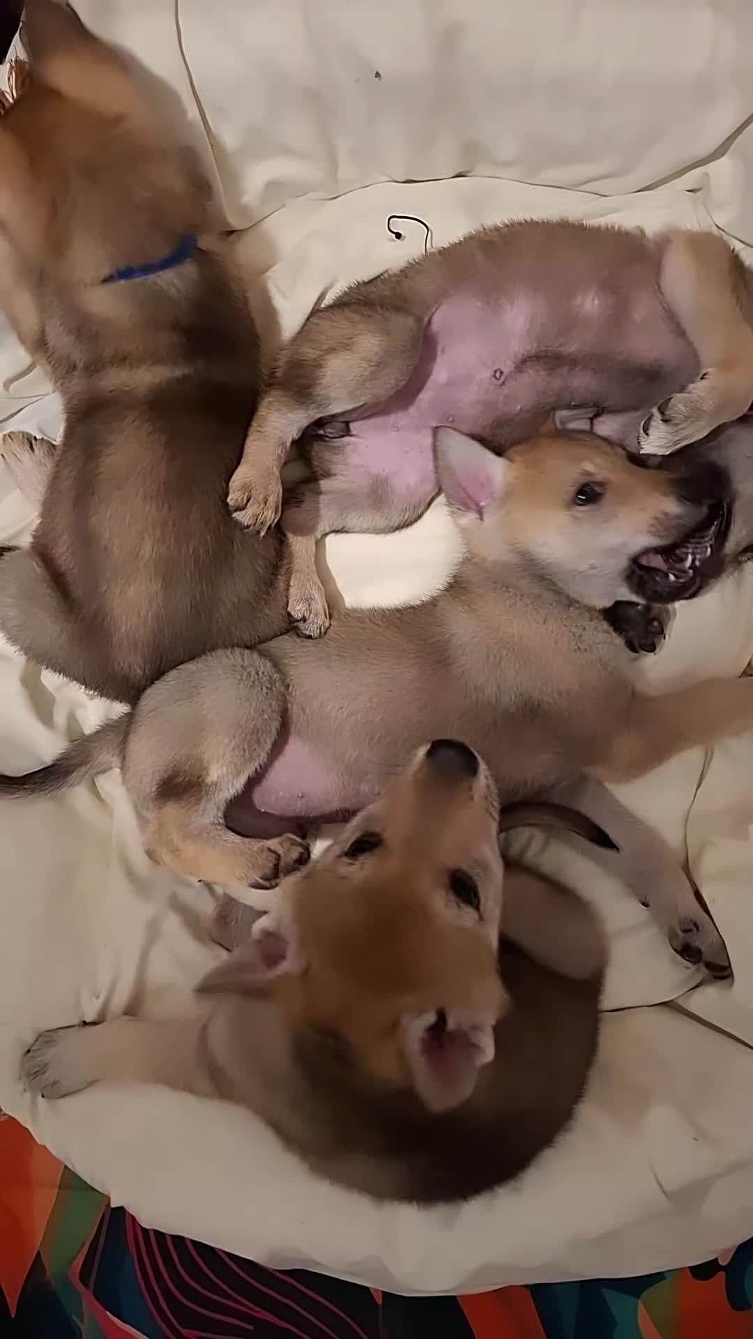 Saarloos Wolfdog dogs for sale: Rare Wolfdog Pups - Socialised & Highly Trainable - Video 3