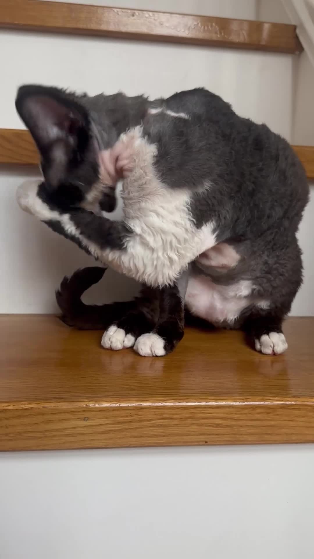 Devon Rex cats for sale: 標題可以是：  Adorable Kittens Looking for Loving Homes - Video 3
