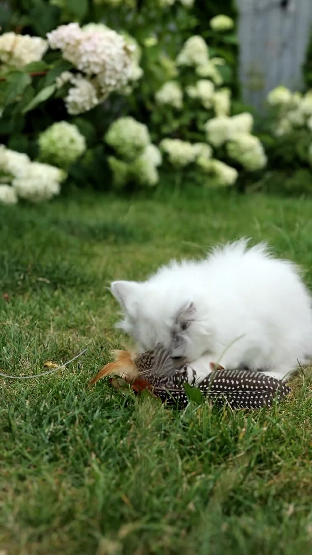 Scottish Fold cats for sale: Adorable Scottish Kittens Available in Bedford - Video 1