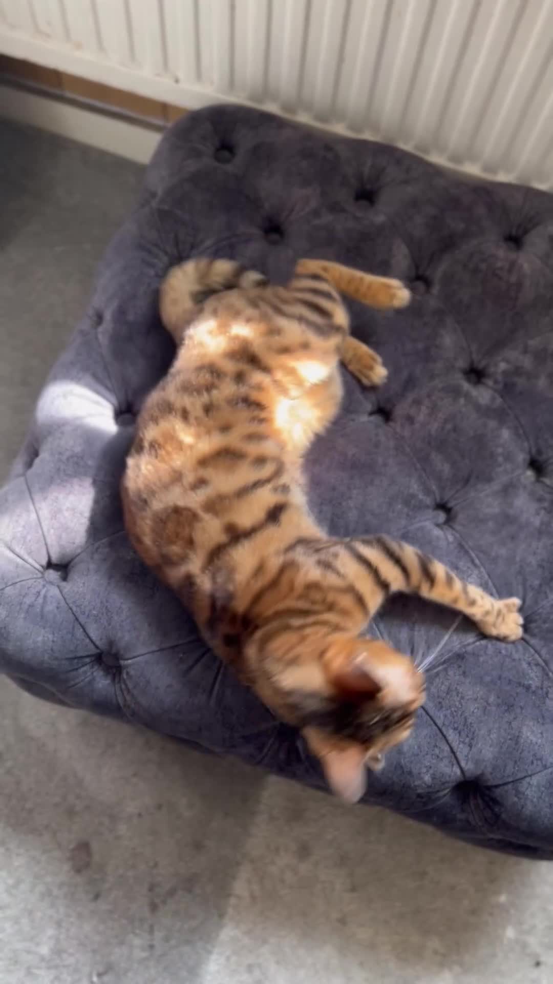 Bengal cats for sale: Bengal cat female - Video 1