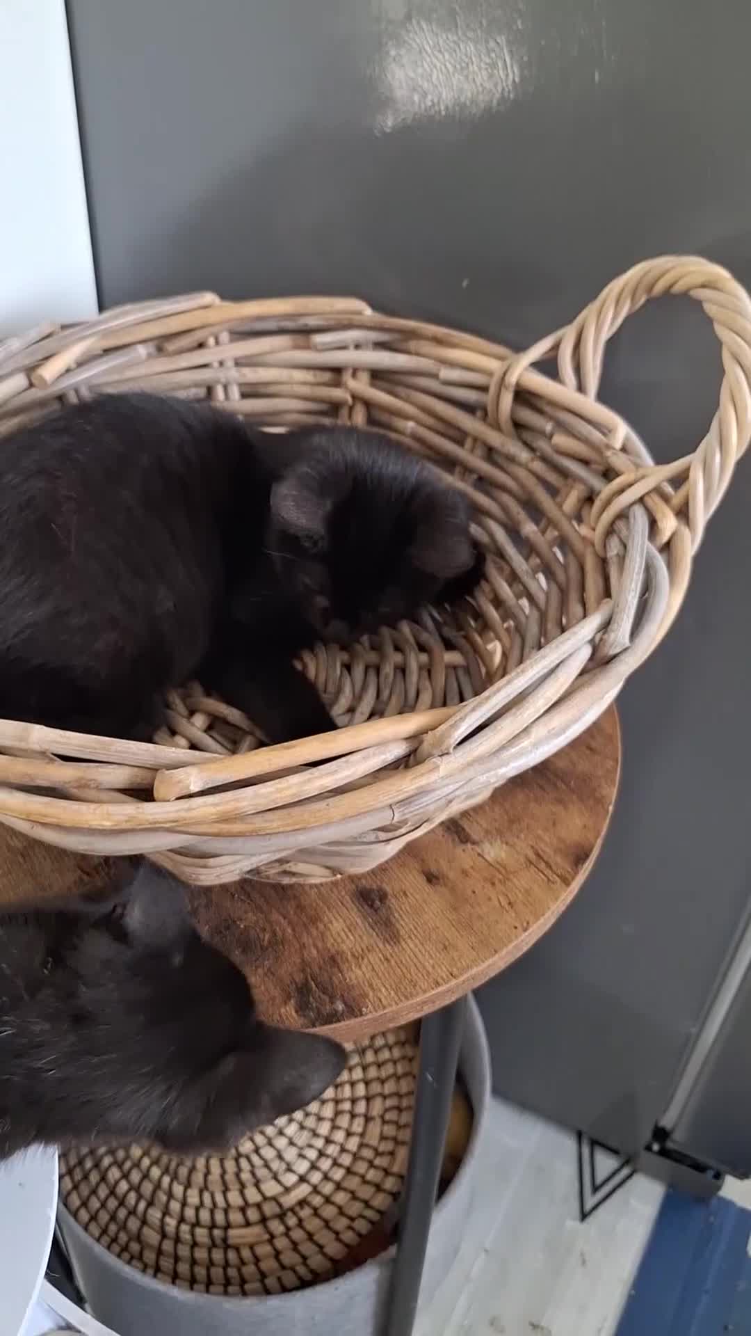 British Shorthair cats for sale: 😻🤎CHOCOLATE BSH boy and girl, LONDON, READY NOW! - Video 2