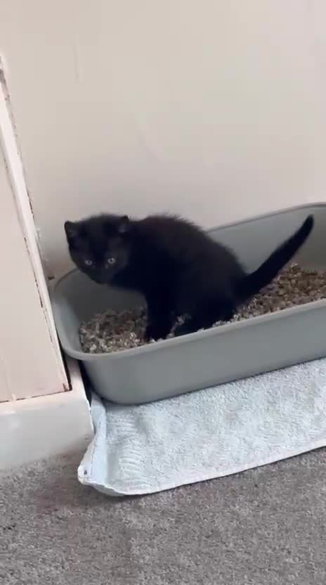 Domestic Shorthair cats for sale: 2 Bonded 3-months-old Black Kittens  - Video 1