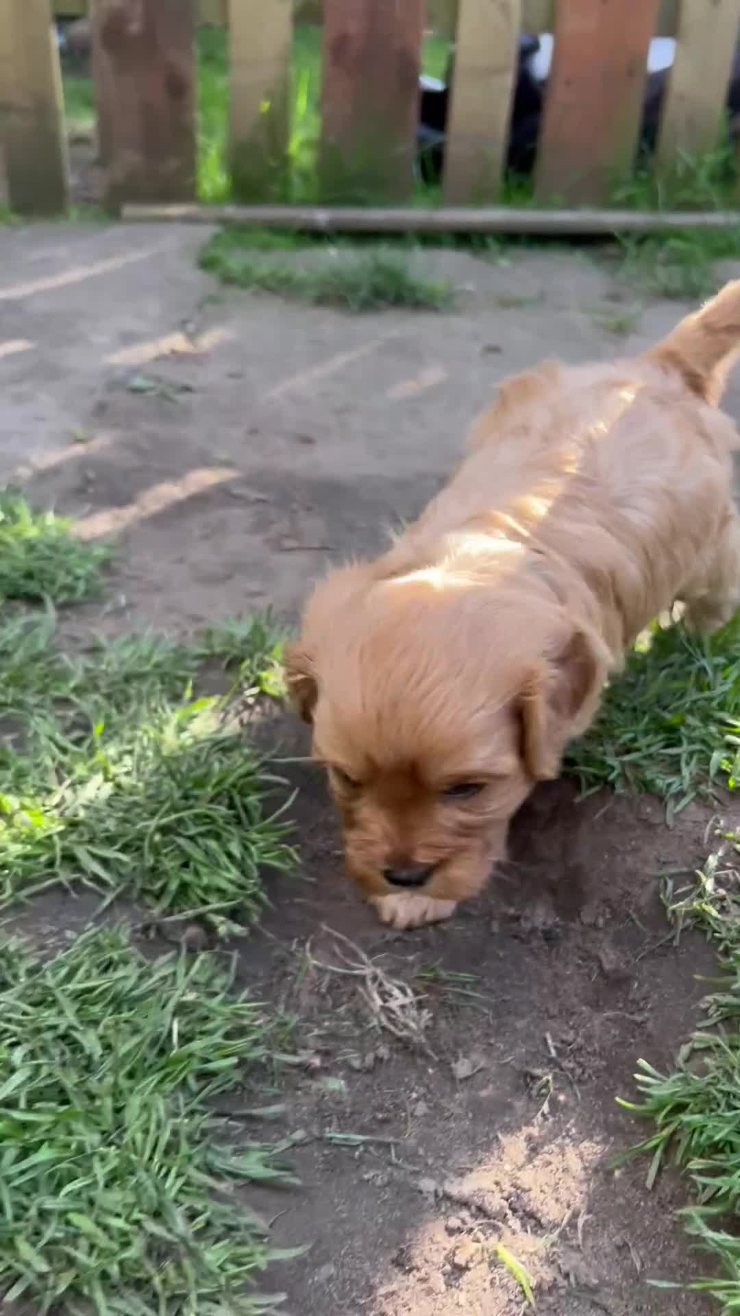 Cavapoo dogs for sale: Ready now, 1 Cavapoo puppy - Video 1