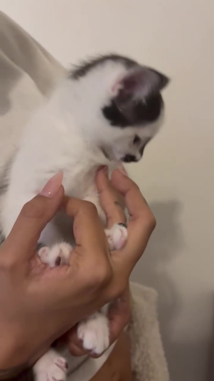 Mixed Breed cats for sale: Mixed breed kittens - Video 4