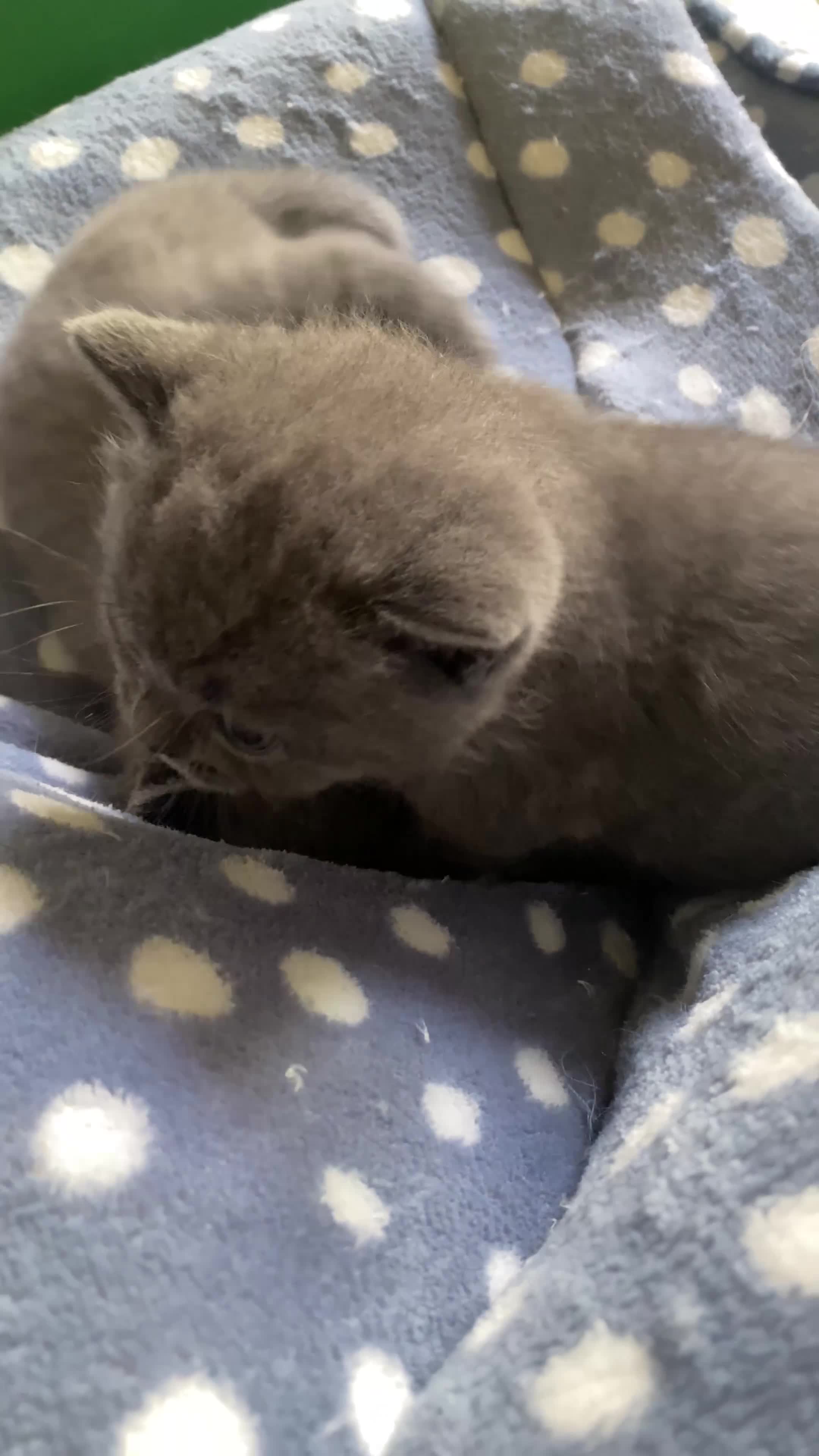 British Shorthair cats for sale: Beautiful British Shorthair Kittens  - Video 3