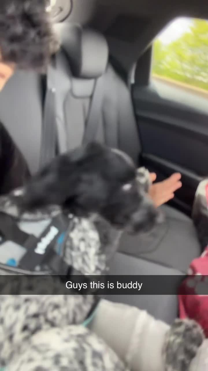 Mixed Breed dogs for sale: Pointer/springer  in Doncaster - Video 2