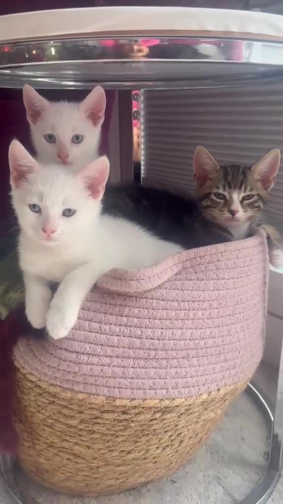Mixed Breed cats for sale: Lovely kitten full of energy and love - Video 1