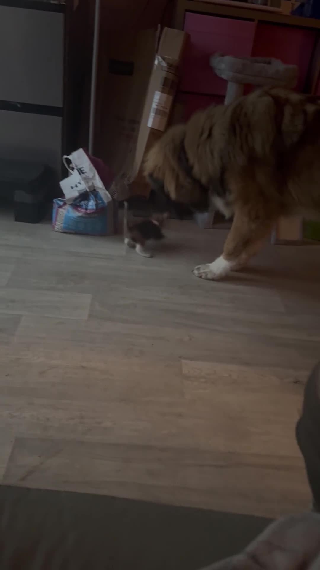 Caucasian Shepherd Dog dogs for sale: Bruce 3/4Ovcharka (Caucasian Shepherd)1/4StBernard - Video 1