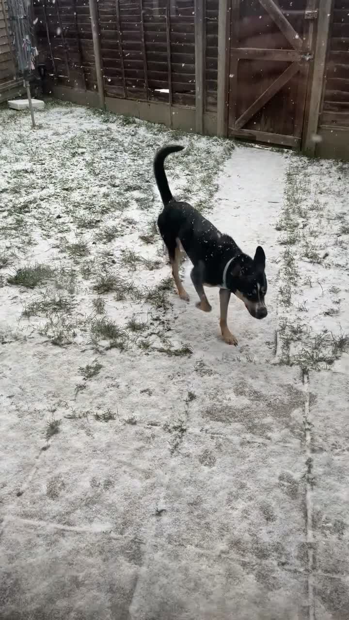 Mixed Breed dogs for sale: Alvara needs a new loving home  - Video 1