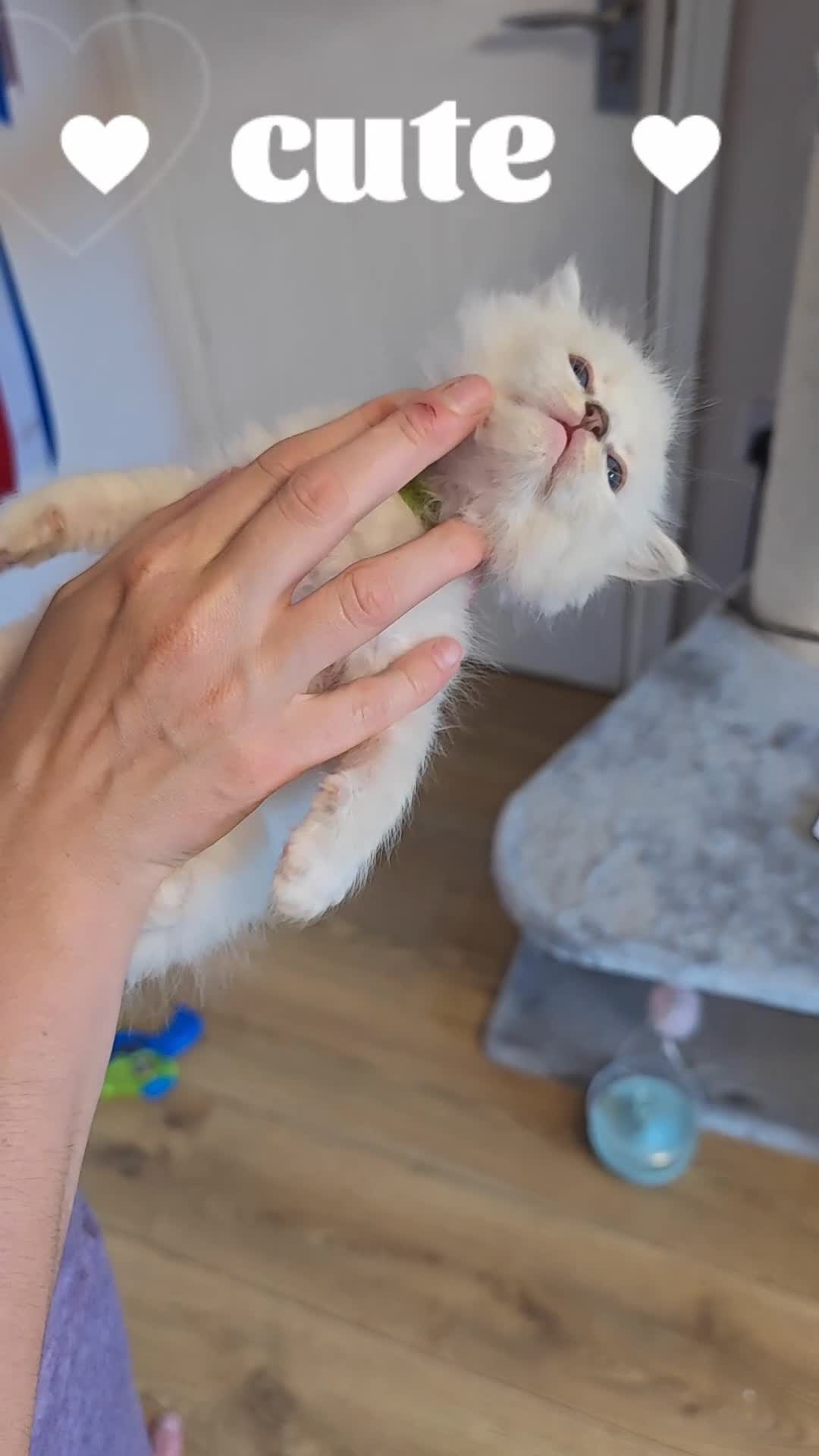 Ragdoll cats for sale: Best Ragdoll Kittens Regional Winner - Video 5