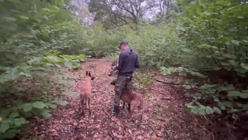 Belgian Shepherd Dog dogs for sale: Belgian Malinois Puppies – 4 Months Old - Video 1