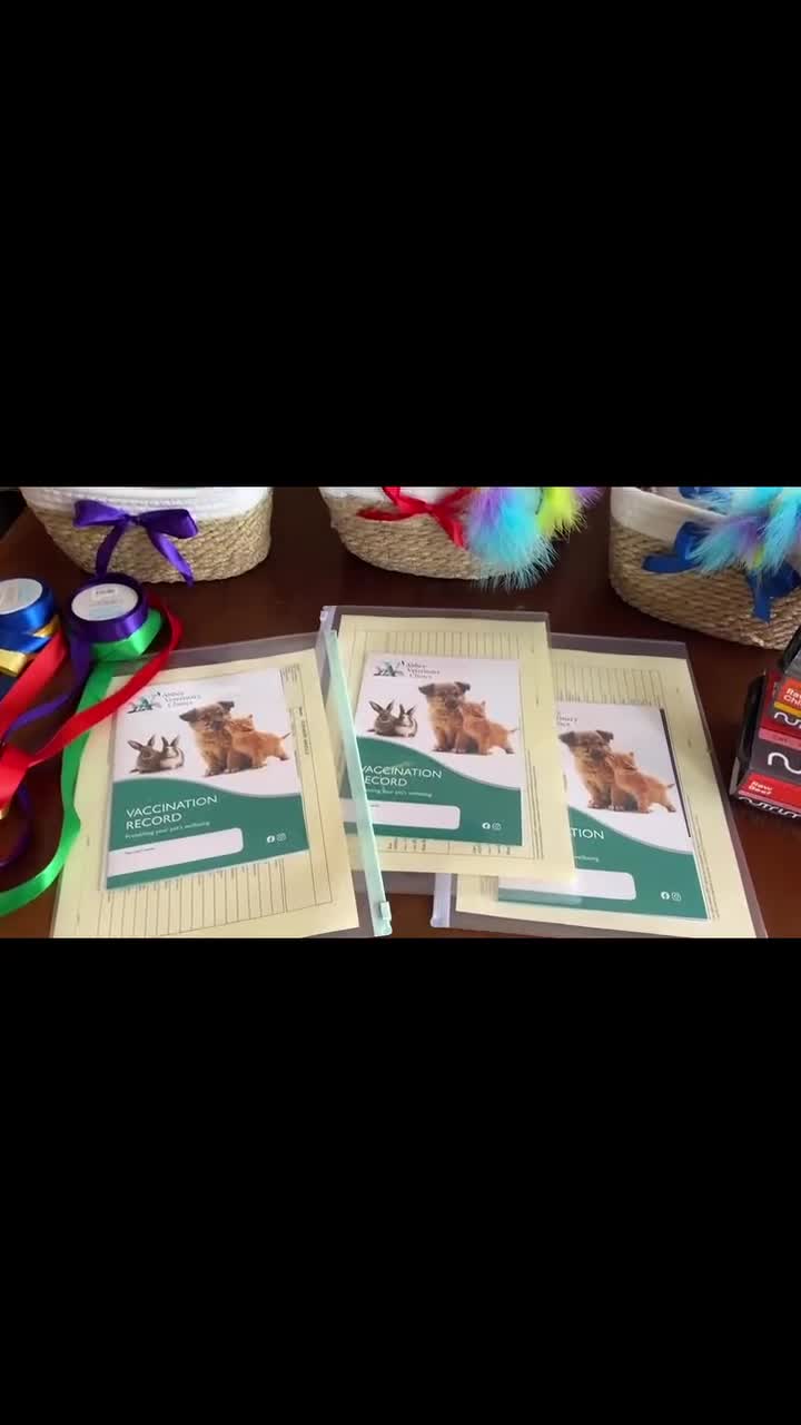 British Shorthair cats for sale: British Shorthair kittens, GCCF Certificate  in Dundee - Video 5