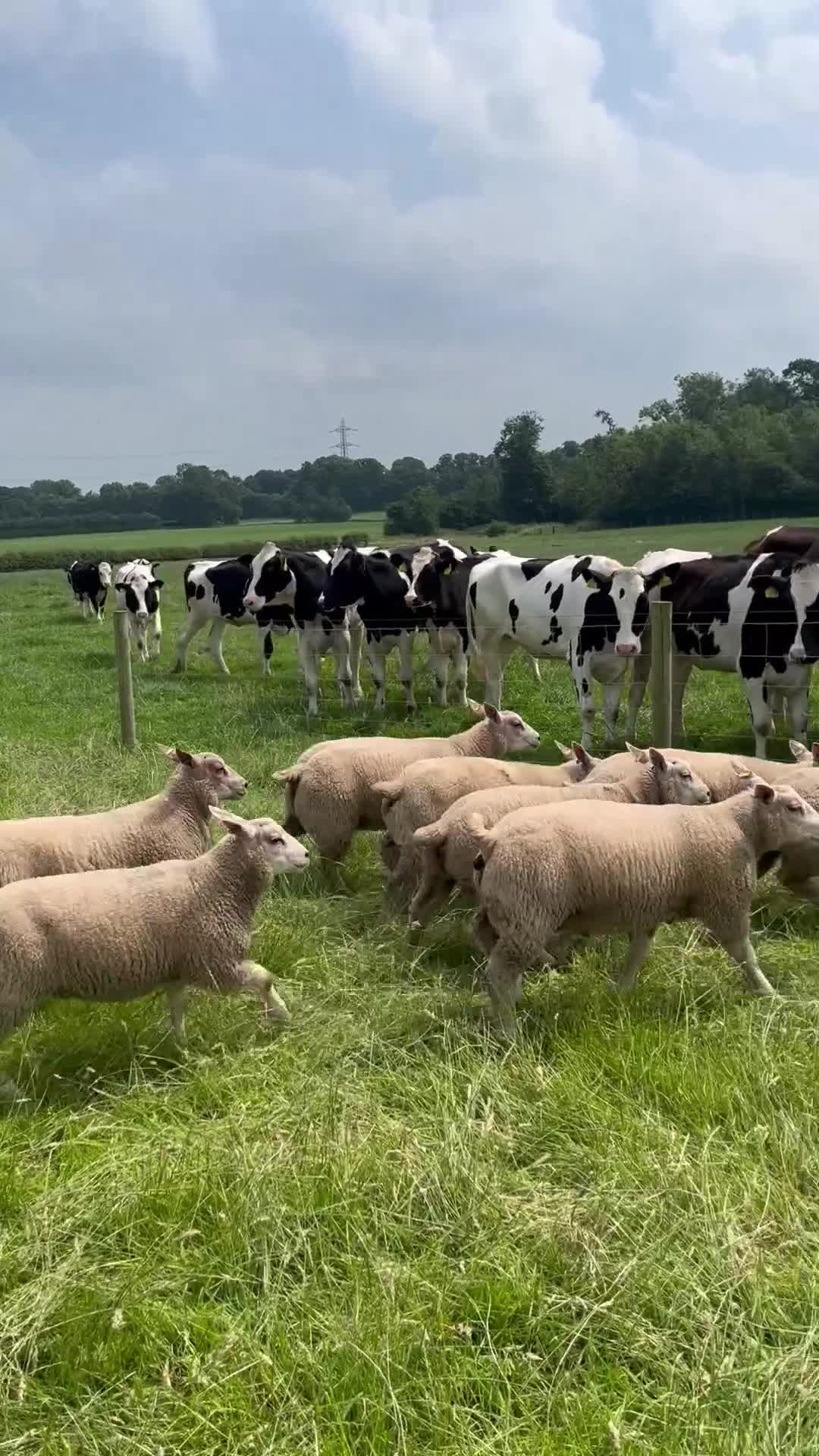 Sheep livestock for sale: Beltex x Charolais ram lambs  - Video 2