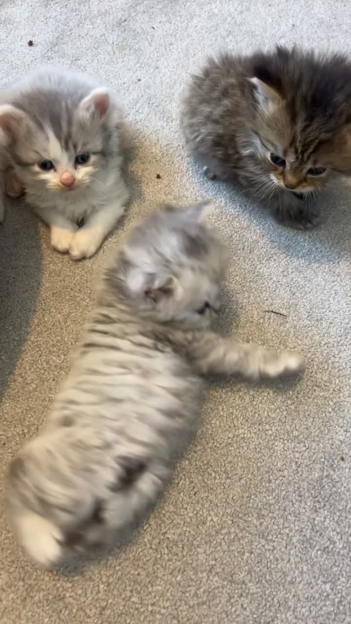 Mixed Breed cats for sale: Half Persian chinchilla and Taby mixed breed - Video 2