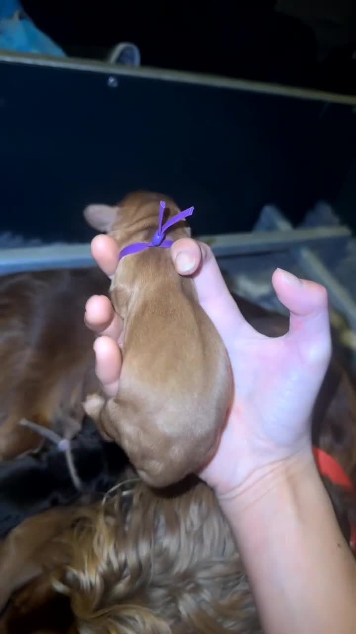 Cocker Spaniel dogs for sale: KC Reg Show Cocker Spaniel Puppies  - Video 4