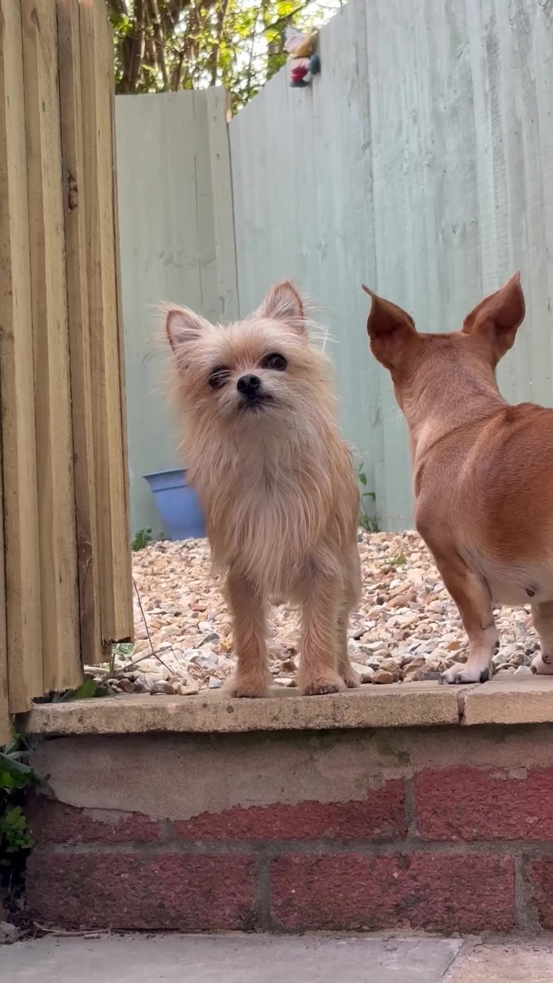 Mixed Breed dogs for sale: Jack Russell x chi puppies for sale  - Video 2