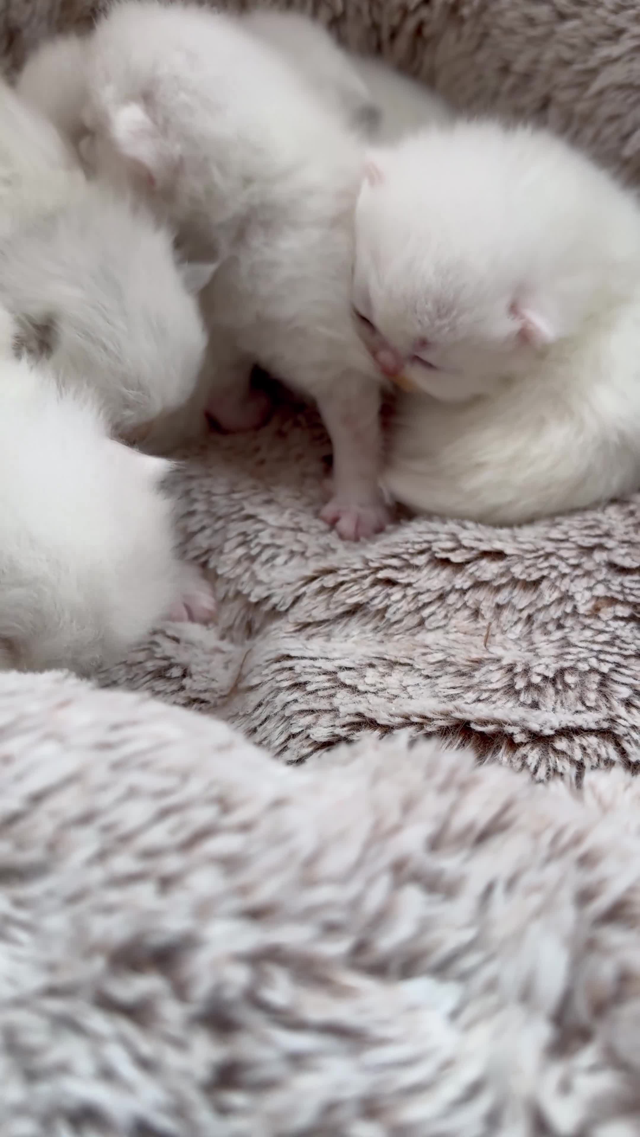 British Longhair cats for sale: Adorable British Longhair and Shorthair kittens - Video 1