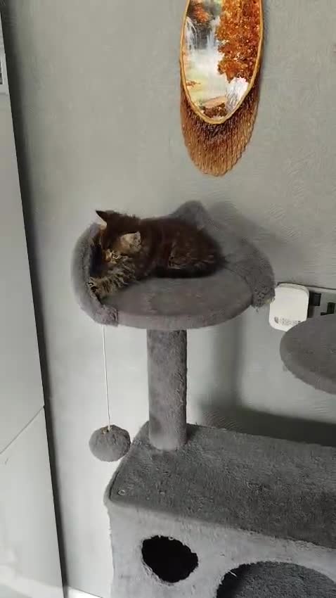 Mixed Breed cats for sale: Beautiful kittens ready for new home - Video 1