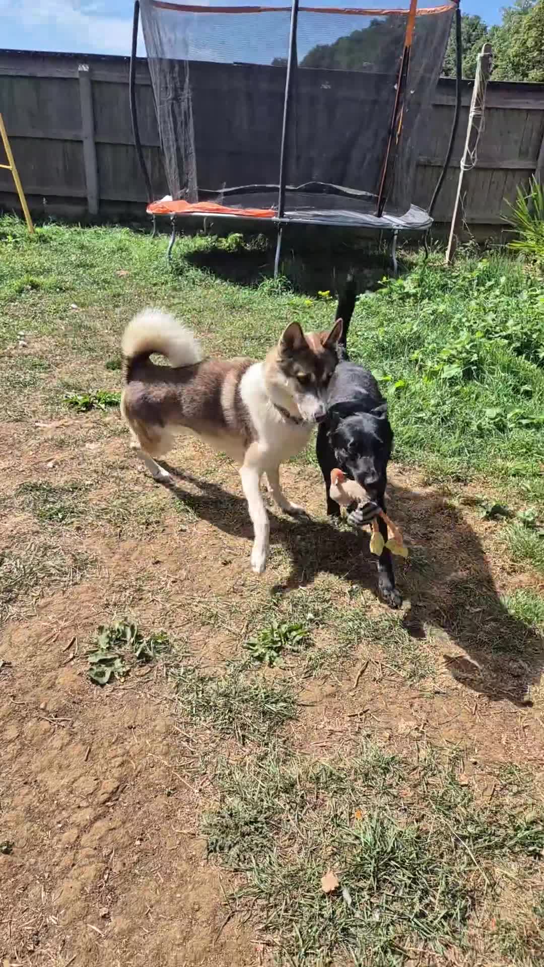 Mixed Breed dogs for sale: Beautiful Bear - please read xx - Video 1