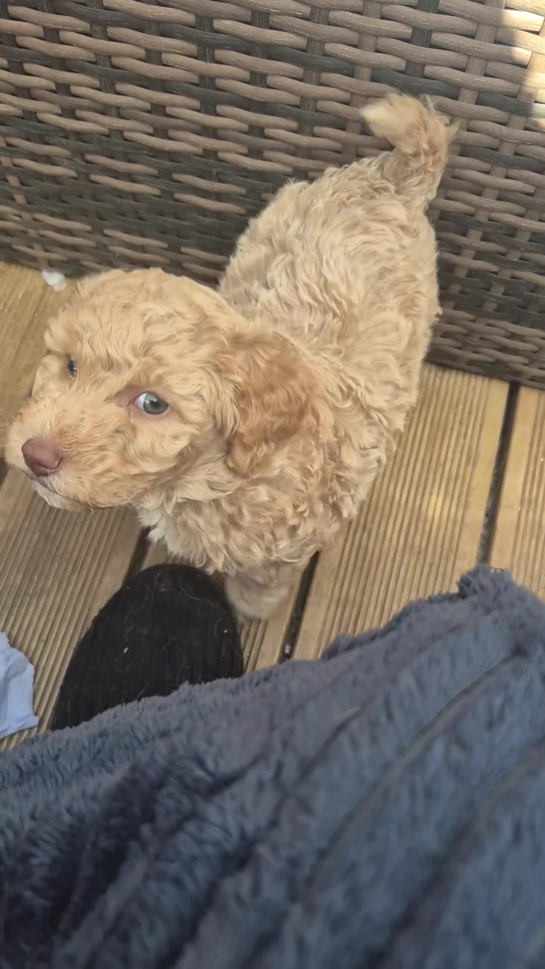 Double Doodle dogs for sale: Double doodle puppies - Video 1